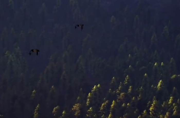 极品飞车集结领航员系统详解5