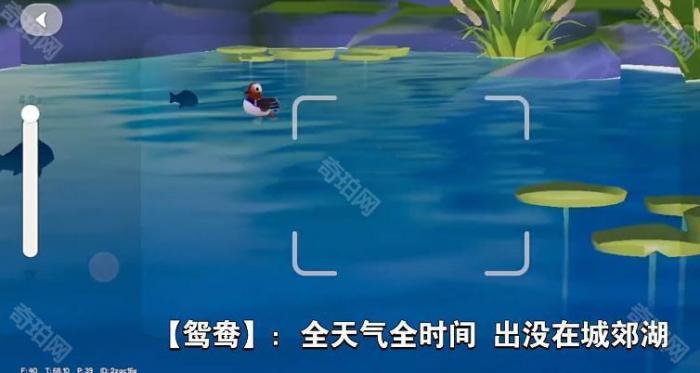 《心动小镇》新春报喜鸟拍照位置一览2