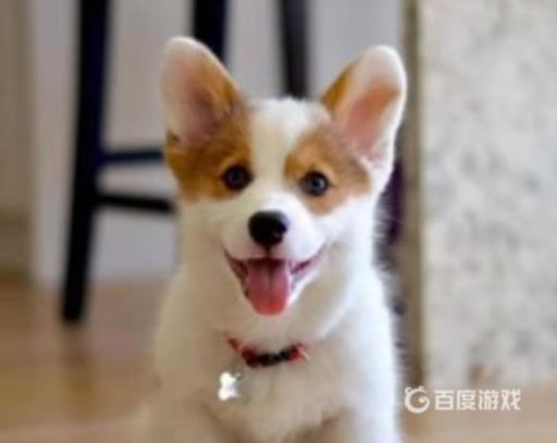 佩洛是什么种族?2