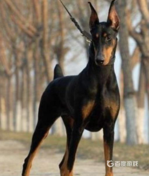 佩洛是什么种族?6