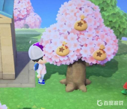 如何中发财树?4