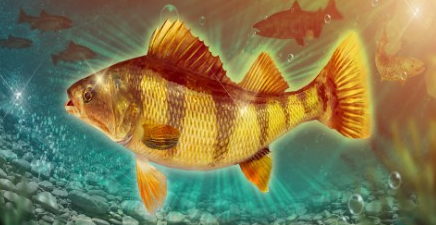 钓鱼大对决攻略秘籍_钓鱼大对决游戏攻略